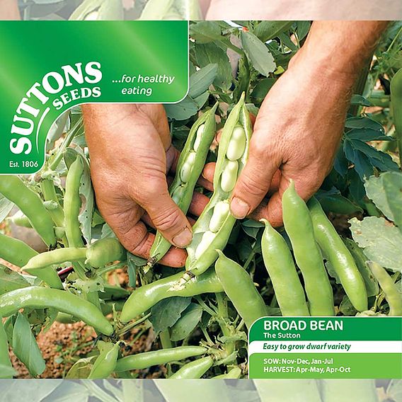 Broad Bean Seeds - The Sutton