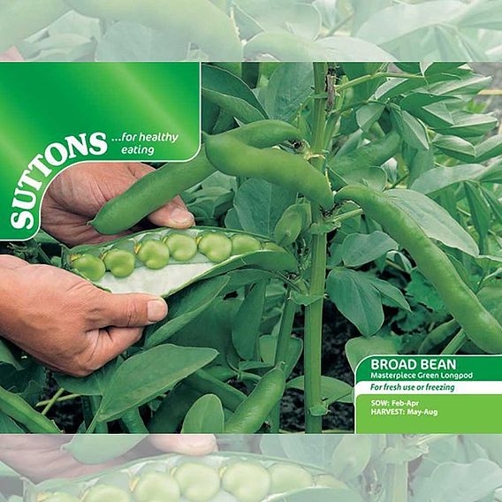 Broad Bean 'Masterpiece Green Longpod' - Seeds