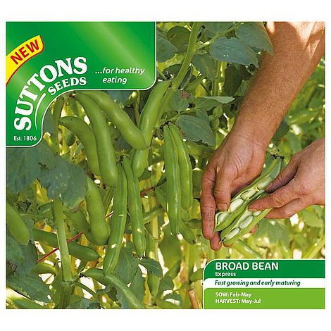 Broad Bean 'Express' - Seeds