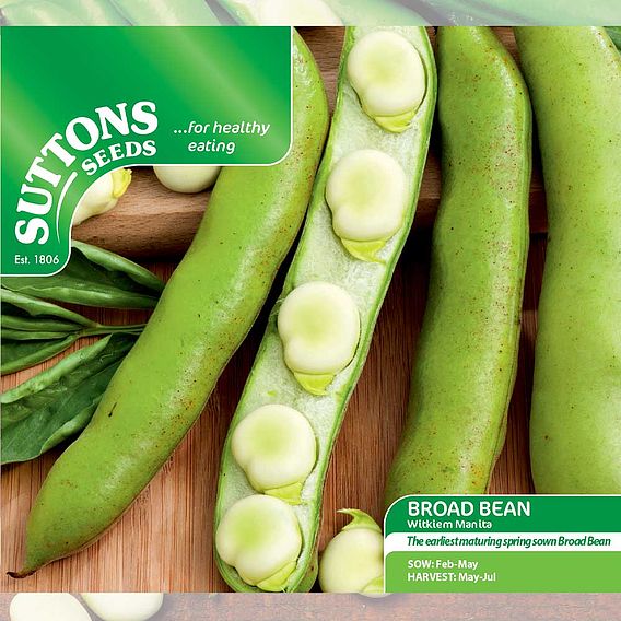 Broad Bean 'Witkiem Manita' - Seeds