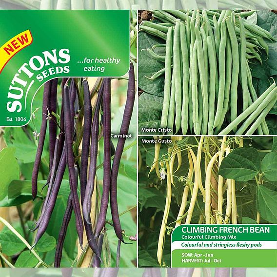 Climbing French Bean 'Colourful Climbing Mix' - Seeds