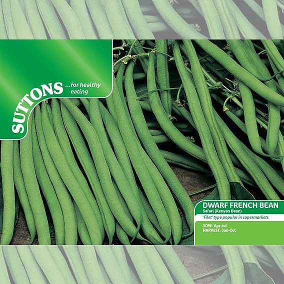 Dwarf French Bean 'Safari' - Seeds