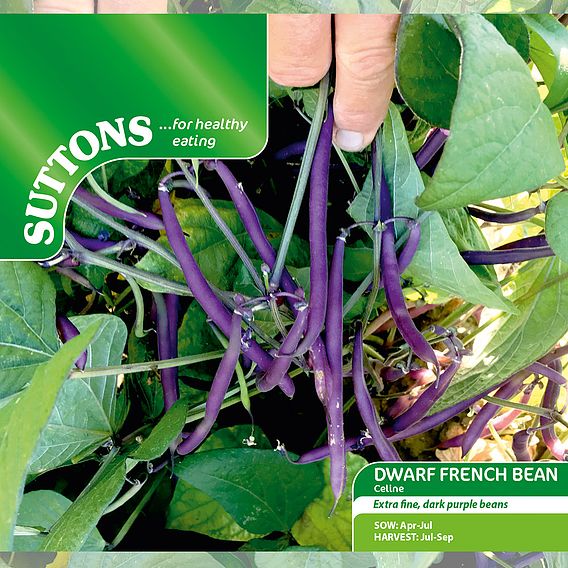 Dwarf French Bean 'Celine' - Seeds