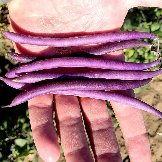 Dwarf French Bean 'Celine' - Seeds