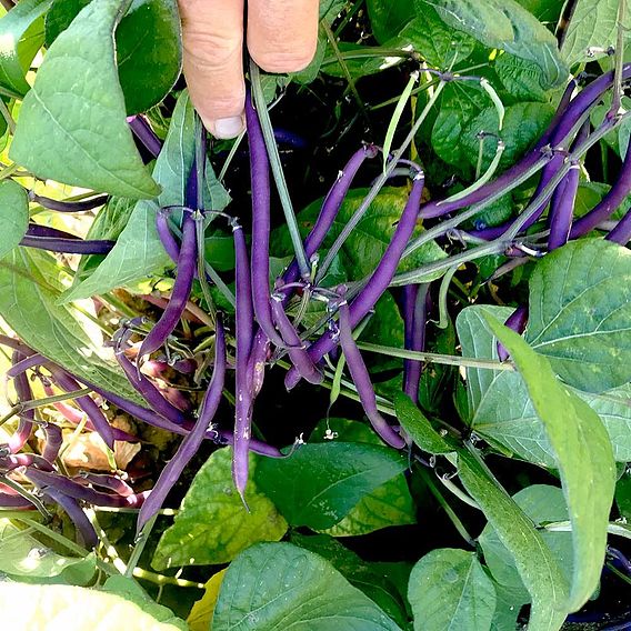 Dwarf French Bean 'Celine' - Seeds