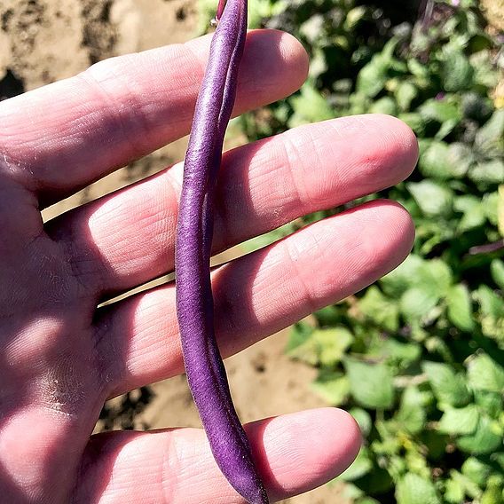 Dwarf French Bean 'Celine' - Seeds