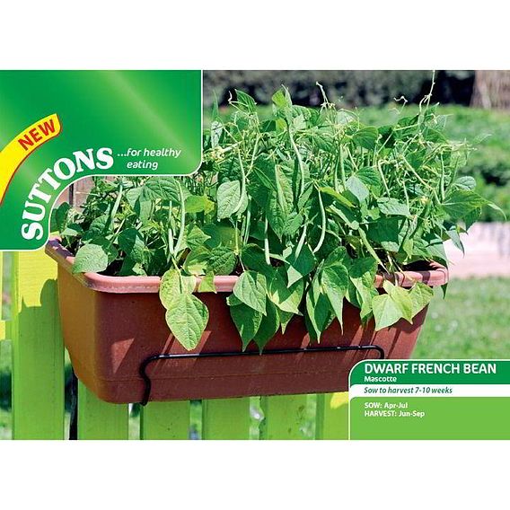 Dwarf French Bean 'Mascotte' - Seeds