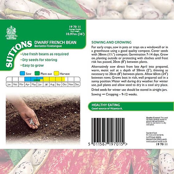 Dwarf French Bean 'Borlotto Firetongue' - Seeds