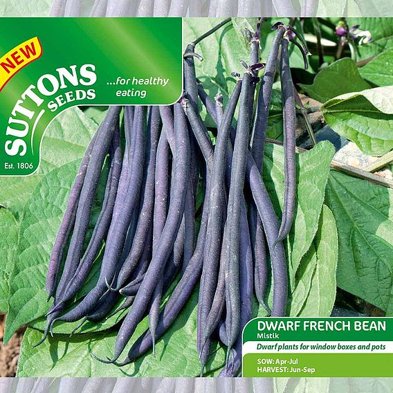 Dwarf French Bean 'Mistik' - Seeds