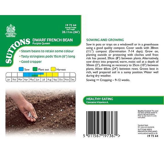 Dwarf French Bean 'Purple Queen' - Seeds