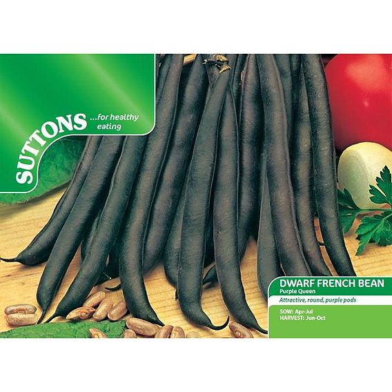 Dwarf French Bean 'Purple Queen' - Seeds