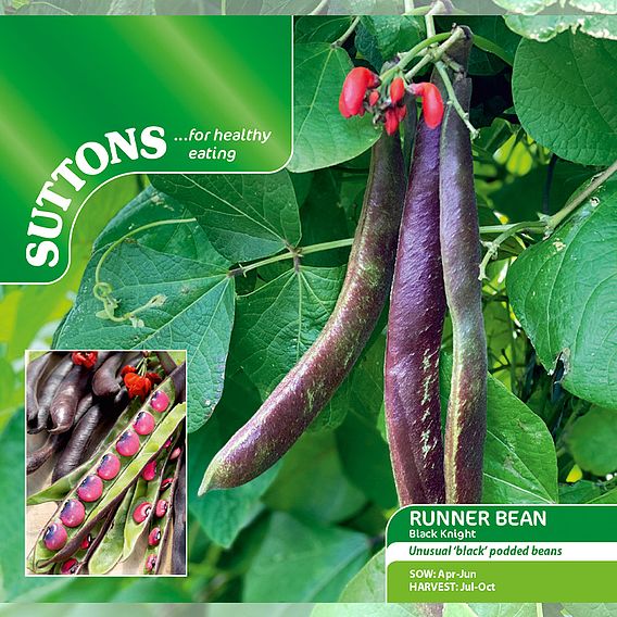 Runner Bean 'Black Knight' - Seeds