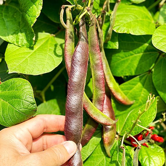 Bean (Runner) Seeds - Black Knight