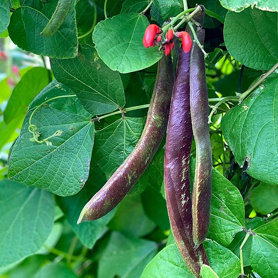 Bean (Runner) Seeds - Black Knight