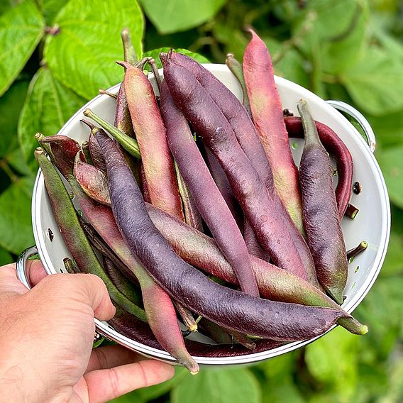 Runner Bean 'Black Knight' - Seeds