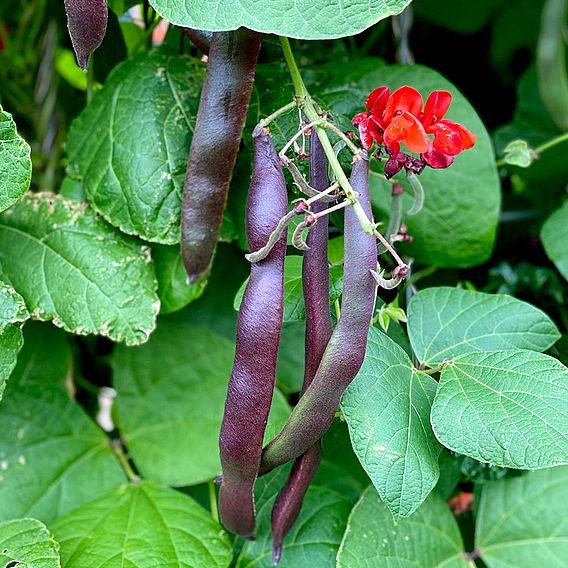 Runner Bean 'Black Knight' - Seeds