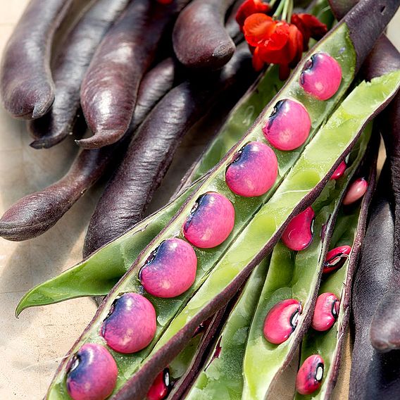 Bean (Runner) Seeds - Black Knight