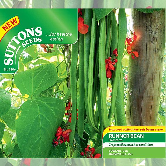 Runner Bean 'Firestorm' - Seeds