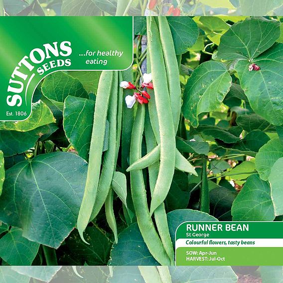 Runner Bean 'St George' - Seeds