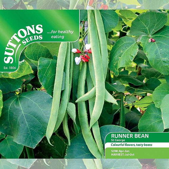 Bean (Runner) Seeds - St George