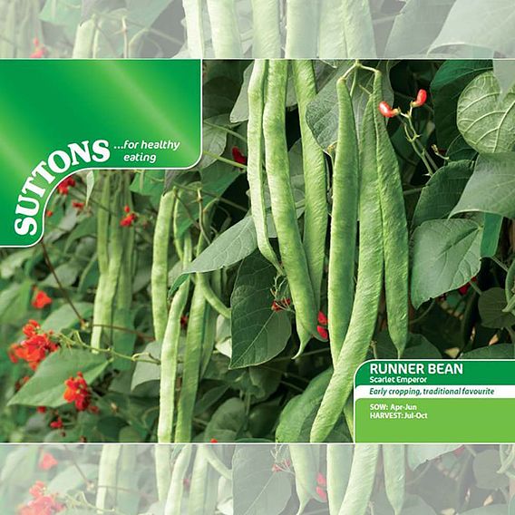 Bean (Runner) Seeds - Scarlet Emperor