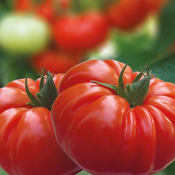 Tomato 'Buffalo Steak' (Grafted)