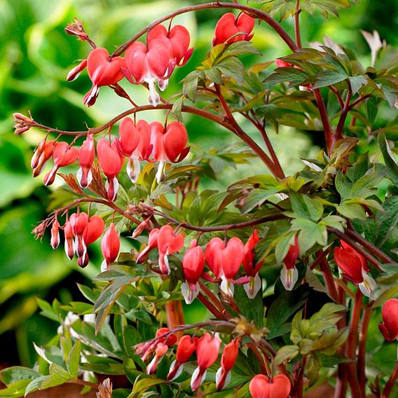 Dicentra spectabilis 'Valentine'