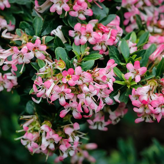 Escallonia 'Showstopper'