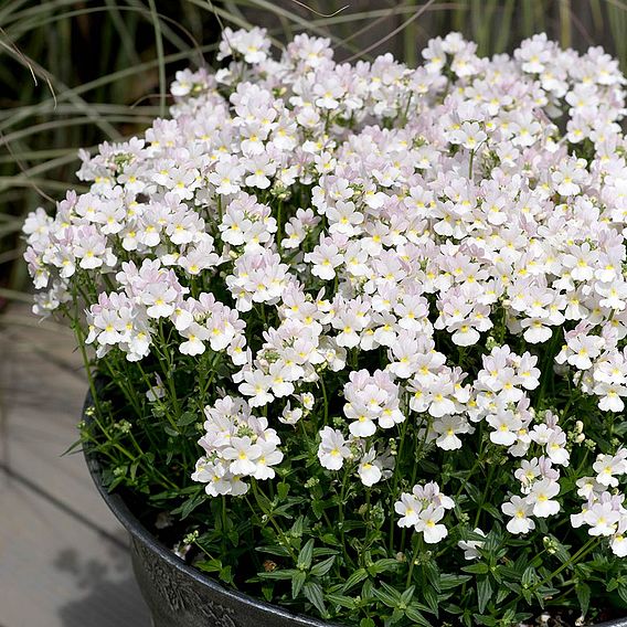 Nemesia 'Wisley Vanilla'