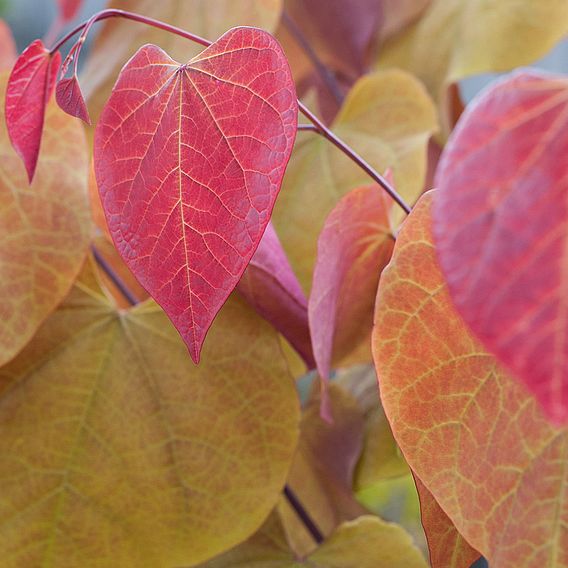 Cercis 'Eternal Flame'