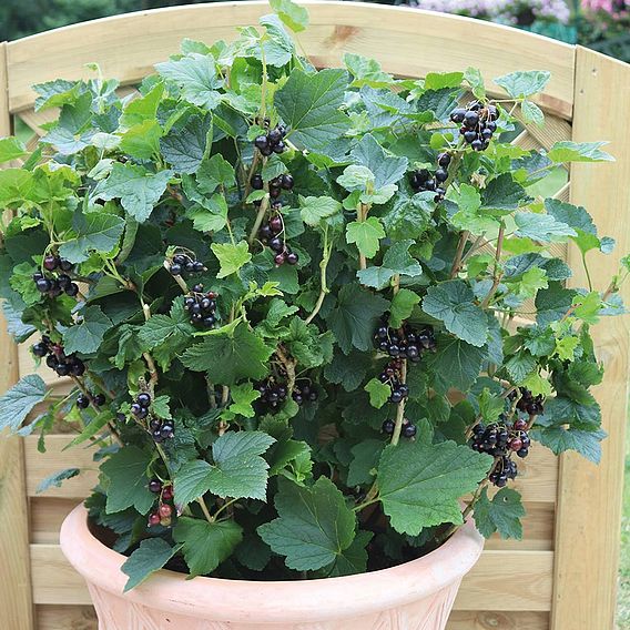 Blackcurrant 'Summer Pearls Patio Black' (Patio fruit)