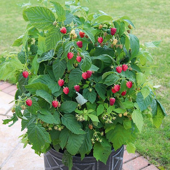 Raspberry 'Summer Lovers Patio Red' (Patio fruit)