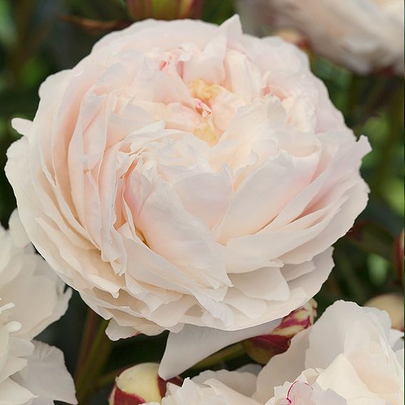 Peony 'Shirley Temple'