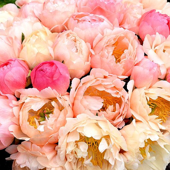 Peony 'Coral Sunset'