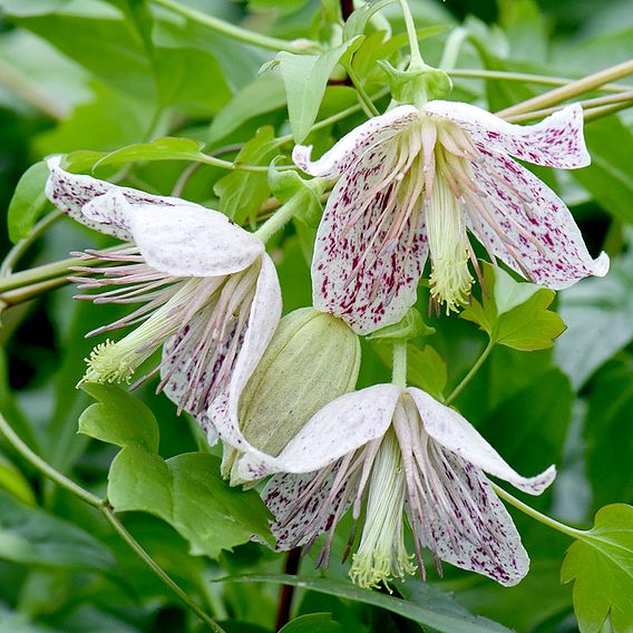 Clematis 'Advent Bells'