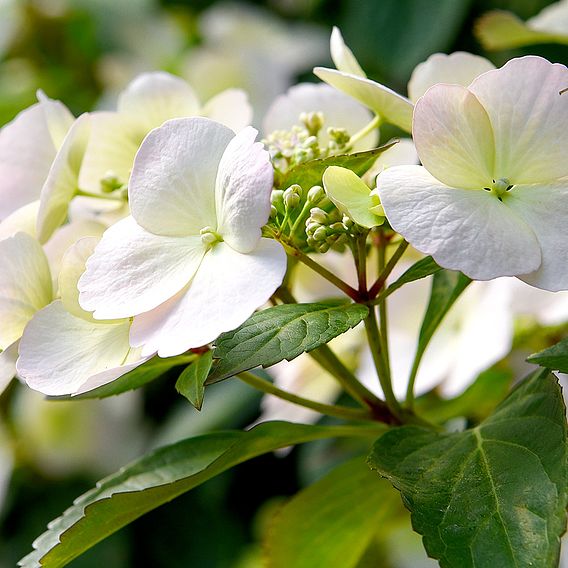 Hydrangea 'Runaway Bride'