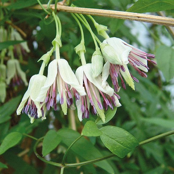 Clematis napaulensis