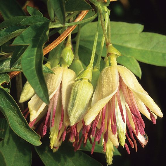 Clematis napaulensis