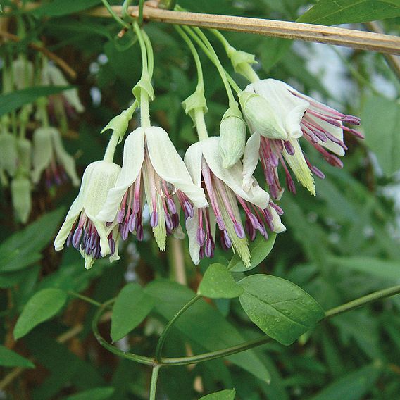 Clematis napaulensis