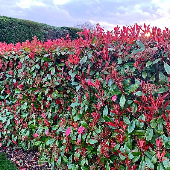 Photinia x fraseri 'Red Robin'