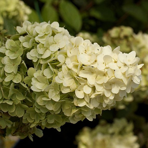 Hydrangea paniculata 'Magical Moonlight'