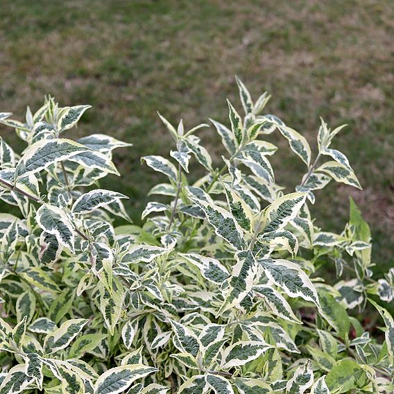 Buddleja 'Butterfly Gold'