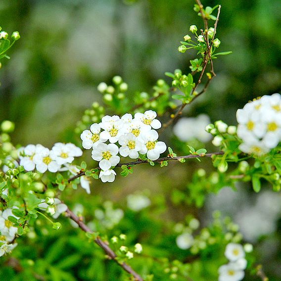 Spiraea 'Arguta'