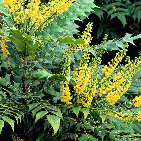 Mahonia x media 'Winter Sun'