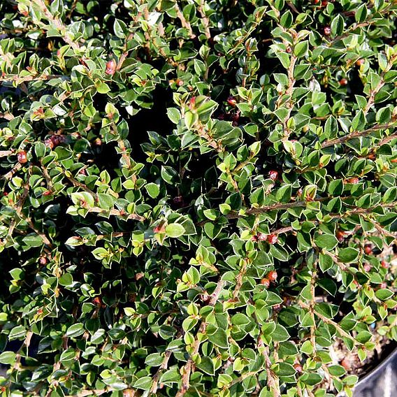 Cotoneaster horizontalis