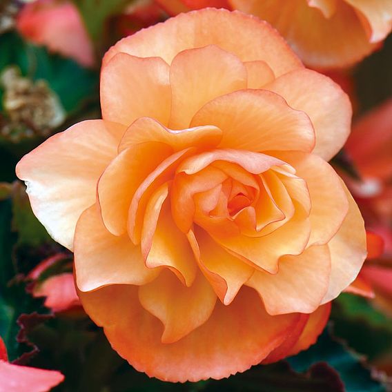 Begonia 'Fragrant Falls Improved™ - Apricot Delight'