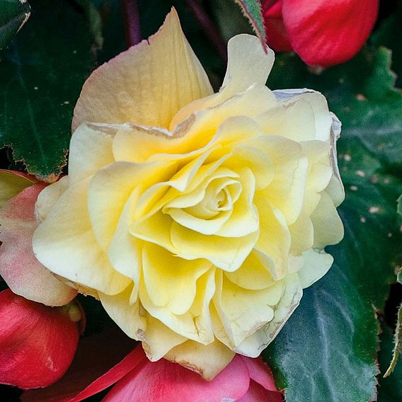 Begonia 'Fragrant Falls Improved™ - Lemon Delight'