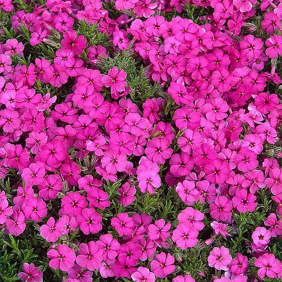 Nurserymans Choice Phlox Collection (Creeping)