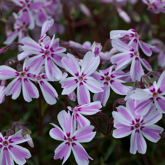 Creeping Phlox Collection