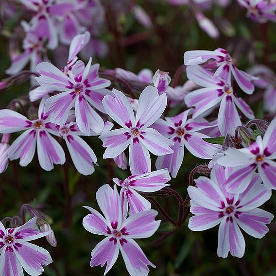 Nurserymans Choice Phlox Collection (Creeping)